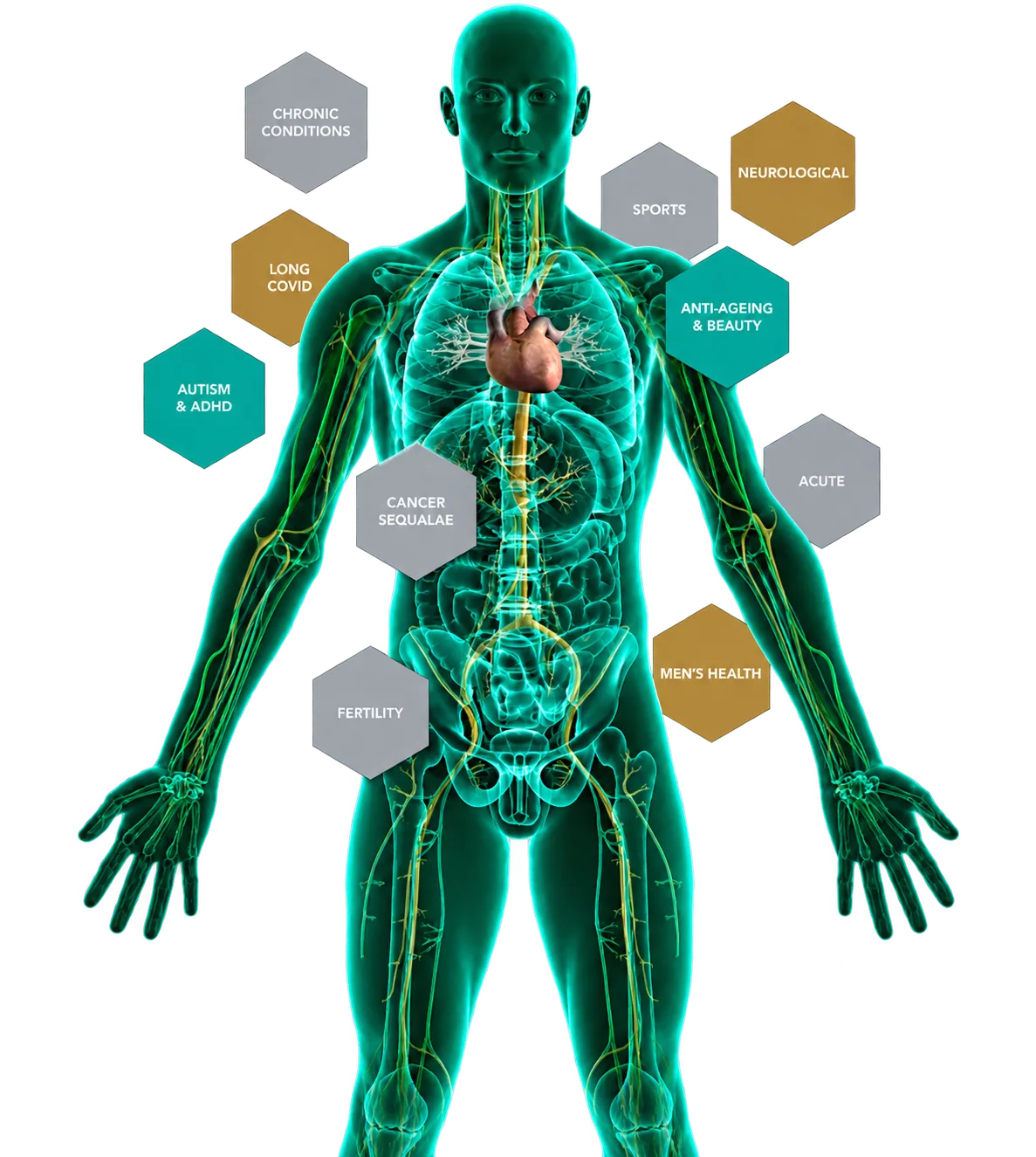 Illustration of the human body with hexagonal labels for the areas of health we support, including chronic conditions, neurological, long covid, autism & ADHD, sports, anti-ageing & beauty, cancer sequalae, fertility, acute and men's health